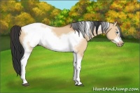 Horse Color:Bay Dun Tobiano Frame 
