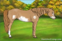 Horse Color:Chestnut Frame 