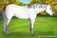 Horse Color:Gray Bay 