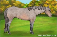 Horse Color:Bay Roan Varnish 