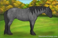 Horse Color:Blue Roan 