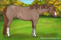 Horse Color:Red Roan 