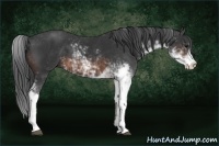 Horse Color:Brown Sabino 