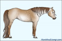 Horse Color:Gray Red Dun Sabino 