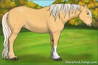 Horse Color:Palomino 