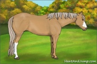 Horse Color:Palomino 