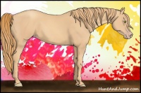 Horse Color:Gold Champagne Rabicano 
