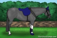 Horse Color:Blue Roan Tobiano