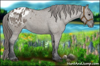 Horse Color:Grullo Appaloosa 