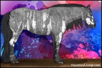 Horse Color:White Spotted Blue Roan Rabicano  Brindle
