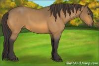 Horse Color:Buckskin Roan 