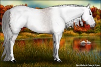 Horse Color:Gray Bay Appaloosa 