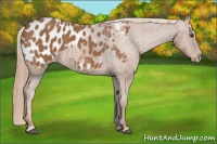 Horse Color:Chestnut Blanket 