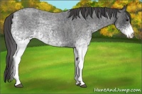 Horse Color:White Spotted Blue Roan Rabicano  Brindle