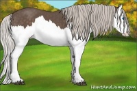 Horse Color:Silver Black Splash 