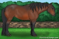 Horse Color:Bay Sabino 