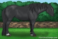 Horse Color:Black Sabino 