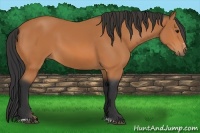 Horse Color:Bay Sabino 