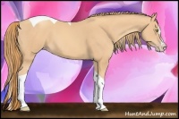 Horse Color:Gold Champagne Splash Tobiano