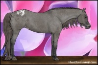 Horse Color:Grullo Appaloosa 