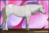 Horse Color:Grullo Appaloosa
