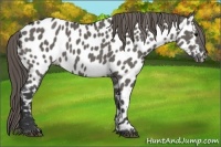 Horse Color:Grullo Appaloosa 