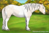 Horse Color:Silver Amber Champagne Roan Dun Splash Tobiano Frame Blanket Rabicano 