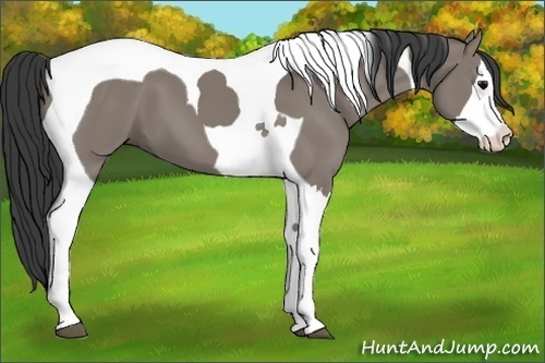 Horse Color:Grullo Splash Tobiano