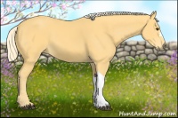 Horse Color:Palomino 