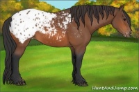 Horse Color:Bay Appaloosa