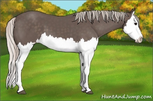 Horse Color:Silver Black Splash 