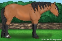 Horse Color:Bay Sabino 