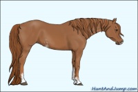 Horse Color:Chestnut Sabino