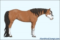 Horse Color:Bay Sabino 