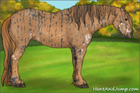 Horse Color:White Spotted Blue Roan Rabicano  Brindle