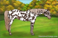 Horse Color:Liver Chestnut Appaloosa 