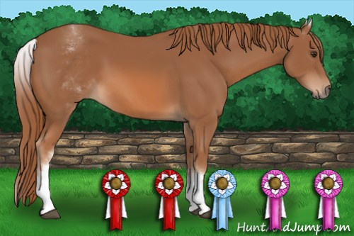 Horse Color: White Spotted Chestnut 