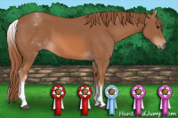 Horse Color:White Spotted Chestnut 