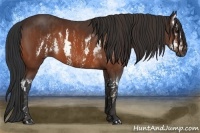 Horse Color:Bay Splash Frame Brindle
