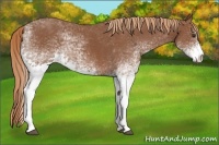Horse Color:White Spotted Chestnut 