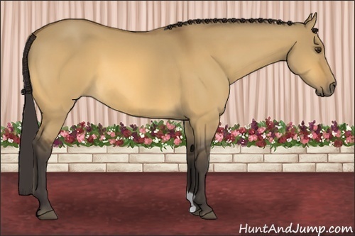 Horse Color: Buckskin Dun 