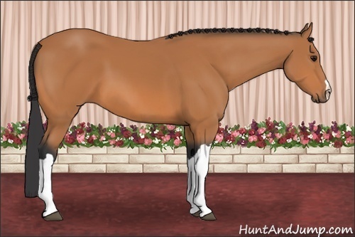 Horse Color: Bay 