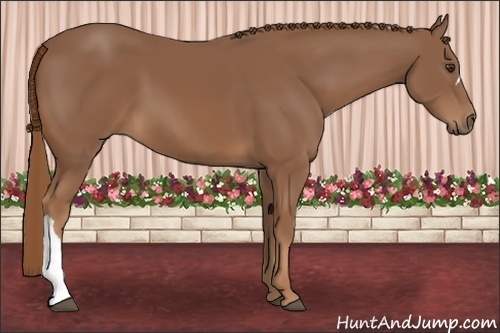 Horse Color: Chestnut 