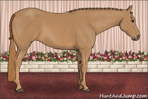 Horse Color: Chestnut 