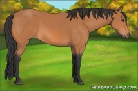 Horse Color:Bay 