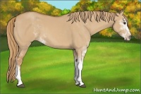 Horse Color:Red Dun Sabino 