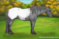 Horse Color:Brown Appaloosa