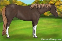 Horse Color:Liver Chestnut 