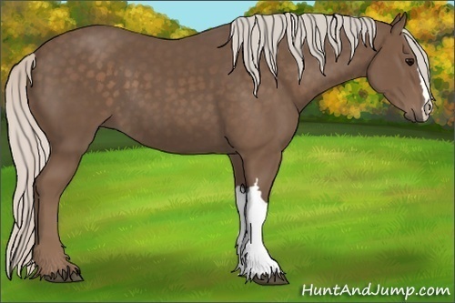 Horse Color: Silver Black 