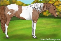 Horse Color:Chestnut Tobiano Varnish